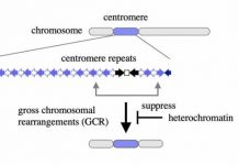 Research: A new role for heterochromatin —