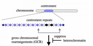 Research: A new role for heterochromatin —