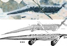 Research: A reptile platypus from the early Triassic —