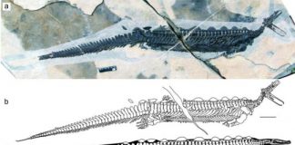 Research: A reptile platypus from the early Triassic —