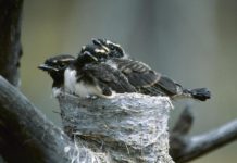 Research: It’s a bird-eat-bird world —