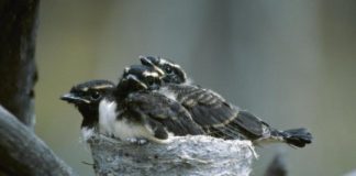 Research: It’s a bird-eat-bird world —