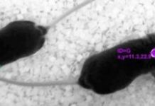 Research: How friendly mice can affect their lonely cagemates —