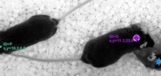 Research: How friendly mice can affect their lonely cagemates —
