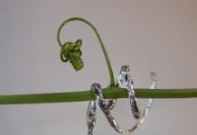 Research: The first tendril-like soft robot able to climb —