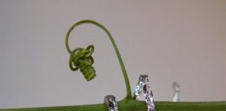 Research: The first tendril-like soft robot able to climb —