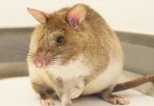Research: Scientists tackle breeding challenges of land mine-finding rats —