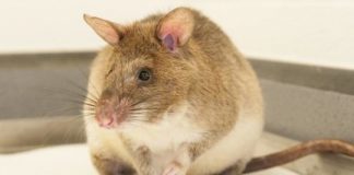 Research: Scientists tackle breeding challenges of land mine-finding rats —