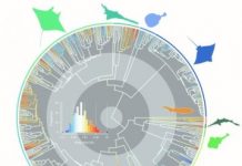 Research: What it takes to be a giant shark —