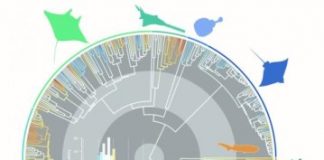 Research: What it takes to be a giant shark —