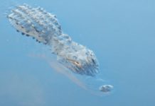 Research: Modern-day crocodiles and alligators came from variety of surroundings —