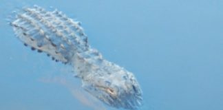 Research: Modern-day crocodiles and alligators came from variety of surroundings —