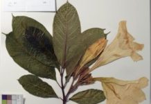 Research: An entire botanical garden of genomes —