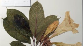 Research: An entire botanical garden of genomes —