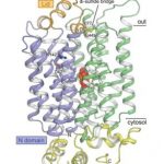 Study: New insight into unique sugar transport in plants — (Details)