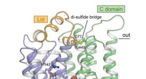 Study: New insight into unique sugar transport in plants — (Details)