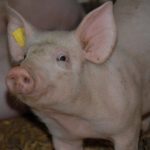 Study: A dangerous hygiene problem in fattening pigs — (Details)