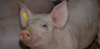 Study: A dangerous hygiene problem in fattening pigs — (Details)