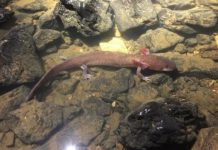Research: Record-breaking salamander —