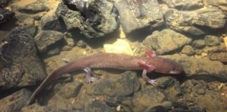 Research: Record-breaking salamander —