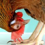 Study: Hens that lay human proteins in eggs offer future therapy hope — (Details)