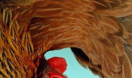 Study: Hens that lay human proteins in eggs offer future therapy hope — (Details)