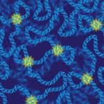 Study: A mutation that breaks gene interplay in 3D — (Details)