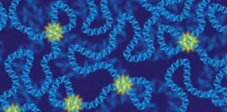 Study: A mutation that breaks gene interplay in 3D — (Details)