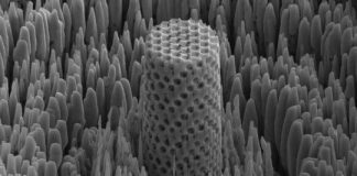 Tech: ‘Metallic wood’ has the strength of titanium and the density of water — (Report)
