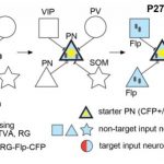 Study: Creating a blueprint for cortical connectivity — (Details)