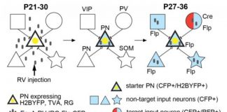 Study: Creating a blueprint for cortical connectivity — (Details)
