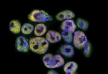 Research: Unravelling how instructions for new life are read —