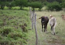 Research: Cattle urine’s planet-warming power can be curtailed with land restoration —