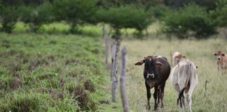 Research: Cattle urine’s planet-warming power can be curtailed with land restoration —