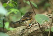 Research: Road proximity may boost songbird nest success in tropics —