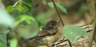 Research: Road proximity may boost songbird nest success in tropics —