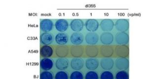 Research: Engineering a cancer-fighting virus —