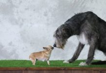 Research: Do bigger brains equal smarter dogs? New study offers answers —