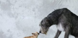 Research: Do bigger brains equal smarter dogs? New study offers answers —