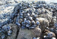 Research: Microplastics potentially threatens future survival of mollusc, new study finds —