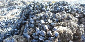 Research: Microplastics potentially threatens future survival of mollusc, new study finds —