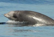 Research: Why do beaked whales return to a Navy sonar range despite frequent disturbance? Scientists say it’s the food —