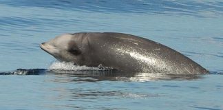 Research: Why do beaked whales return to a Navy sonar range despite frequent disturbance? Scientists say it’s the food —