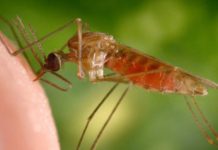 Research: New technique enabled first high quality whole genome from a single mosquito —
