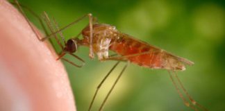 Research: New technique enabled first high quality whole genome from a single mosquito —