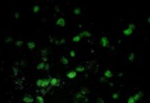 Research: Shellfish could revolutionize human health research —