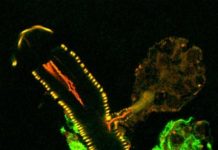 Research: Scientists explore tick salivary glands as tool to study virus transmission, infection —