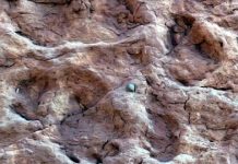 Research: Scientists investigated the tracks of sauropods —