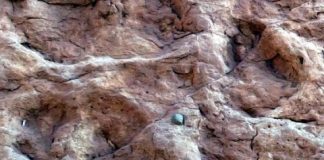 Research: Scientists investigated the tracks of sauropods —
