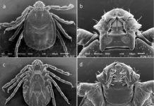 Research: Asian longhorned ticks threaten livestock, but scientists need help telling them apart from two near-identical species —